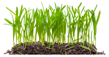 A row of green grass plants are growing in a dirt patch - stock .. png