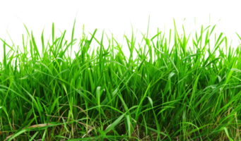 une luxuriant vert champ de herbe avec non autre objets dans le image - Stock .. png