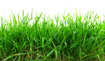 uma exuberante verde campo do Relva com não de outros objetos dentro a imagem - estoque .. png