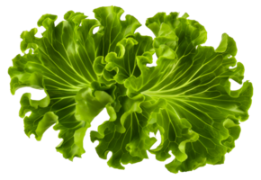 Two green leaves of lettuce are shown in close up - stock .. png