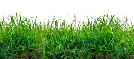 Vibrant green grass patch, cut out - stock .. png