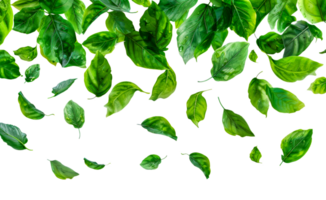 Fresh green leaves scattered png