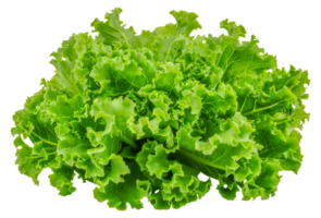 A bunch of green lettuce leaves - stock .. png