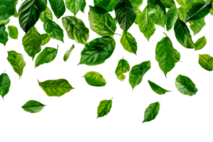 Fresh green leaves scattered png