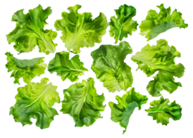 A collection of green leafy vegetables, including lettuce, spinach, and kale - stock .. png