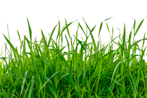 A field of green grass - stock .. png