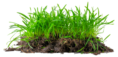een bundel van gras is groeit in de aarde - voorraad . png