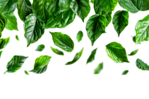 Fresh green leaves scattered png