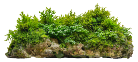 Green moss and ferns on rocky surface, cut out - stock .. png