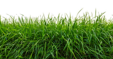 levendig groen gras lapje, besnoeiing uit - voorraad .. png