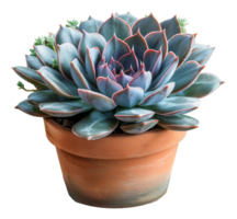 Blue-gray succulent rosette in classic terracotta pot on transparent background - stock . png