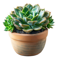 Green succulent with red tips in rustic ceramic pot on transparent background - stock . png