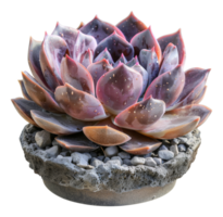 pastel suculento planta en un Roca maceta con guijarros en transparente antecedentes - valores . png