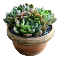 Green succulent with red tips in rustic ceramic pot on transparent background - stock . png