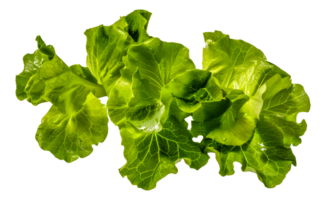 A bunch of green lettuce leaves are spread - stock .. png