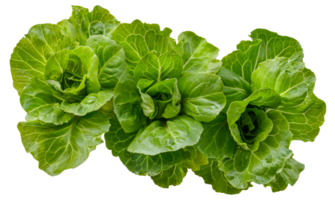 Three large green lettuce heads are shown on a white background - stock .. png