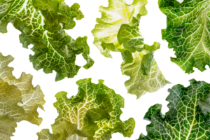 A close up of several different types of lettuce leaves - stock .. png