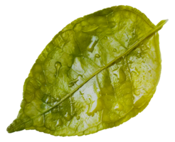A leaf is shown with water droplets on it - stock .. png