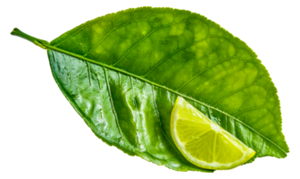 A lime leaf is shown with a small lime wedge on top of it - stock .. png