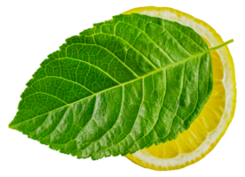 A leafy green plant sits on top of a yellow lemon - stock .. png