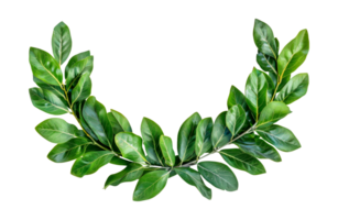 Vibrant green laurel leaves, cut out - stock .. png