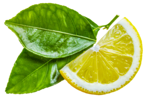 A lemon slice is on top of a leaf - stock .. png