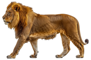 A lion is walking - stock .. png