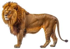 A lion is standing - stock .. png