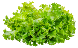 A bunch of green lettuce leaves - stock .. png