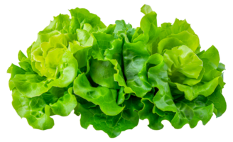 une bouquet de vert salade feuilles sont arrangé dans une rangée - Stock .. png