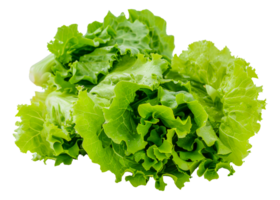 A bunch of green lettuce leaves - stock . png