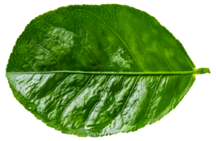 A leaf is shown in its natural state, with a clear and bright green color - stock .. png