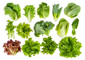 A collection of various types of green leafy vegetables - stock .. png