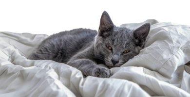 une gris chat est pose sur une blanc lit - Stock .. png