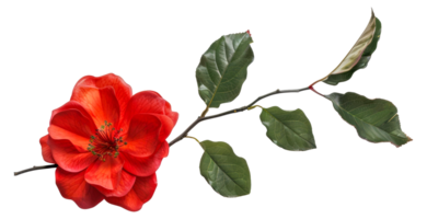 A red flower with green leaves is shown in the image - stock .. png