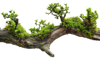 Overgrown green plants on natural driftwood, cut out - stock .. png