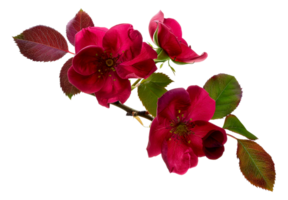 A branch with pink flowers on it - stock .. png