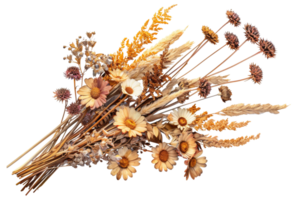 A bouquet of dried flowers - stock .. png