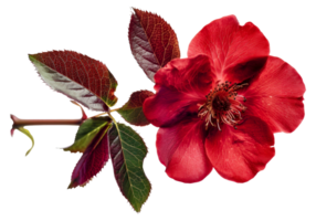 A red flower with green leaves - stock .. png