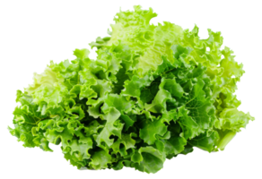 A head of lettuce is shown in full view - stock .. png