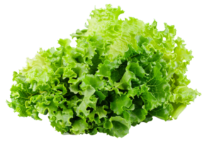 une tête de salade est montré dans plein vue - Stock .. png