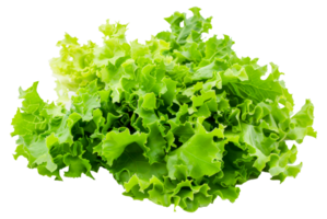 un manojo de verde lechuga - valores .. png