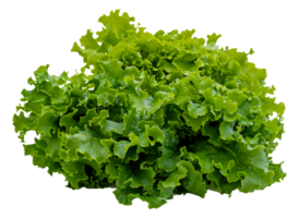 A bunch of green lettuce - stock .. png