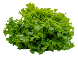 un manojo de verde lechuga - valores .. png