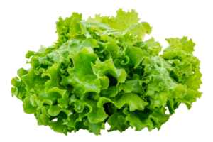 A bunch of green lettuce - stock .. png