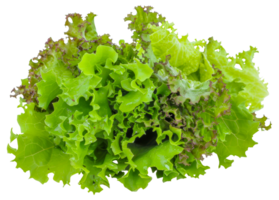 A bunch of green lettuce with red leaves - stock .. png