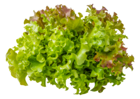 A bunch of green and red lettuce leaves - stock .. png