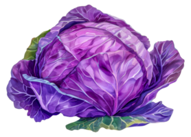 A purple cabbage is the main focus of the image - stock .. png