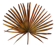 A brown leafy plant with a brown stem - stock .. png