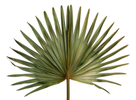 A large green leafy palm tree with a long stem - stock .. png